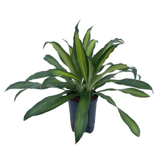 Dracaena der. Eve Kopf Tuff II  15/19 - LV-7