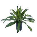 Dracaena der. Eve Kopf Tuff II  15/19 - LV-7