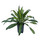 Dracaena der. Eve Kopf Tuff II  15/19 - LV-7