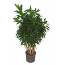Dracaena reflexa (Pleomele) verzweigt 100 22/19