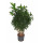 Dracaena reflexa (Pleomele) verzweigt 100 22/19