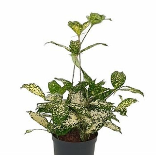 Dracaena Surculosa godseffiana Kopf 13/12 - LV-7