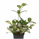 Dracaena Surculosa godseffiana Kopf 13/12 - LV-7