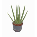 Sansevieria trifas. Skyline  (grün-rund)  7 Finger...