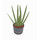 Sansevieria trifas. Skyline  (grün-rund)  7 Finger 80 22/19