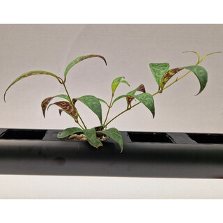 PENDULARIS-RAPID - Aeschynanthus mamoratus