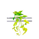 PENDULARIS-RAPID - Epipremnum Lemon Lime