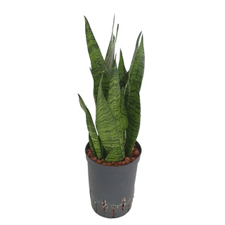 Sansevieria trifas. Zeylanica (dunkelgrün)  60  15/19 - LV-9