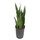 Sansevieria trifas. Zeylanica (dunkelgrün)  60  15/19 - LV-9