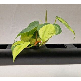 PENDULARIS-RAPID - Philodendron scandens variegata