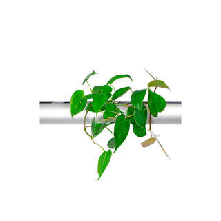 PENDULARIS-RAPID - Philodendron scandens