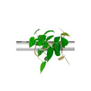 PENDULARIS-RAPID - Philodendron scandens