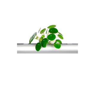 PENDULARIS-RAPID - Pilea peperomioides