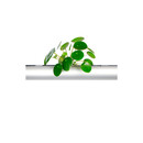 PENDULARIS-RAPID - Pilea peperomioides