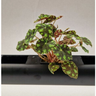 PENDULARIS-ROYAL - Begonia in Sorten