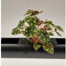 PENDULARIS-ROYAL - Begonia in Sorten