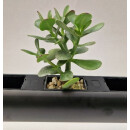 PENDULARIS-ROYAL - Cotledon orbiculata