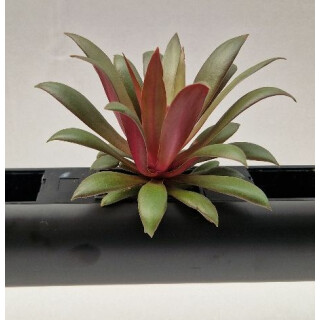 PENDULARIS-ROYAL - Crassula rosularis