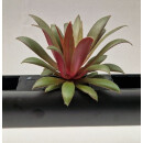 PENDULARIS-ROYAL - Crassula rosularis