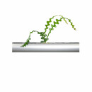 PENDULARIS-ROYAL - Epiphyllum anguliger