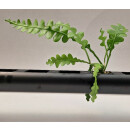 PENDULARIS-ROYAL - Epiphyllum anguliger