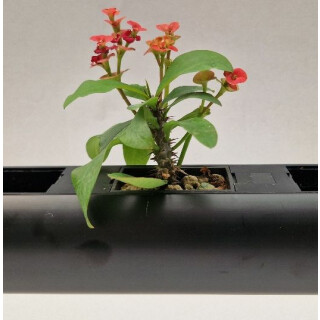 PENDULARIS-ROYAL - Euphorbia millii