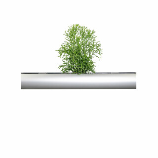 PENDULARIS-ROYAL - Hatiora salicornioides