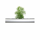 PENDULARIS-ROYAL - Hatiora salicornioides