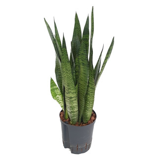 Sansevieria trifas. Zeylanica (dunkelgrün)  60-80  18/19 - LV-9