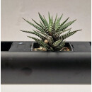 PENDULARIS-ROYAL - Haworthia in Sorten