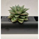 PENDULARIS-ROYAL - Haworthia in Sorten