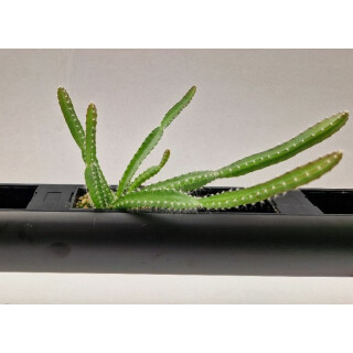 PENDULARIS-ROYAL - Hylocereus undatus