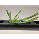 PENDULARIS-ROYAL - Hylocereus undatus