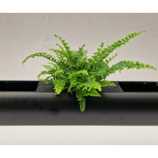 PENDULARIS-ROYAL - Nephrolepis Boston