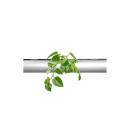 PENDULARIS-ROYAL - Peperomia scandens