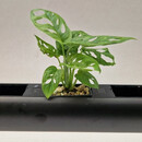 PENDULARIS-RAPID - Philodendron Monkey