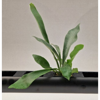 PENDULARIS-ROYAL - Platycerium