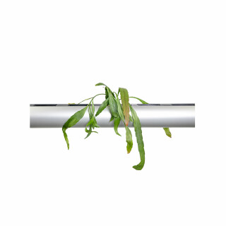 PENDULARIS-ROYAL - Pseudorhipsalis ramulosa