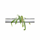 PENDULARIS-ROYAL - Pseudorhipsalis ramulosa