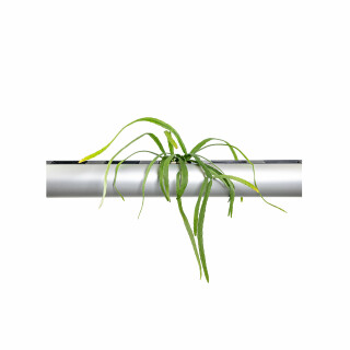 PENDULARIS-ROYAL - Rhipsalis bolivianum