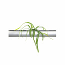 PENDULARIS-ROYAL - Rhipsalis bolivianum