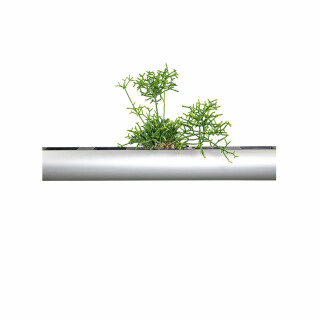 PENDULARIS-ROYAL - Rhipsalis cereuscula