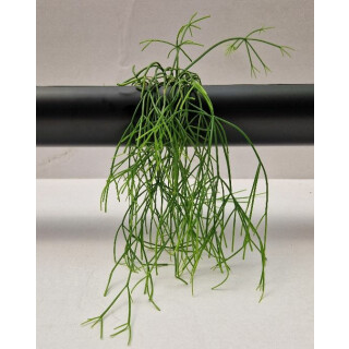PENDULARIS-ROYAL - Rhipsalis Heteroclada