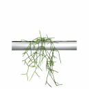 PENDULARIS-ROYAL - Rhipsalis Heteroclada