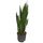Sansevieria trifas. Zeylanica (dunkelgrün)  70-80  22/19 - LV-9
