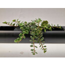 PENDULARIS-ROYAL - Sedum Tornado