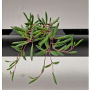 PENDULARIS-ROYAL - Senecio radicans