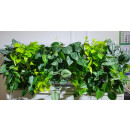 System GWA-08042-2 - 16 PlantaNova incl. Wanne und...