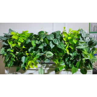 System GWA-12042-2 - 24 PlantaNova incl. Wanne und Aufsetzrahmen aus VA - 120x42/H50