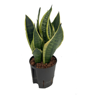 Sansevieria Futura Superba  13/12 - LV-9